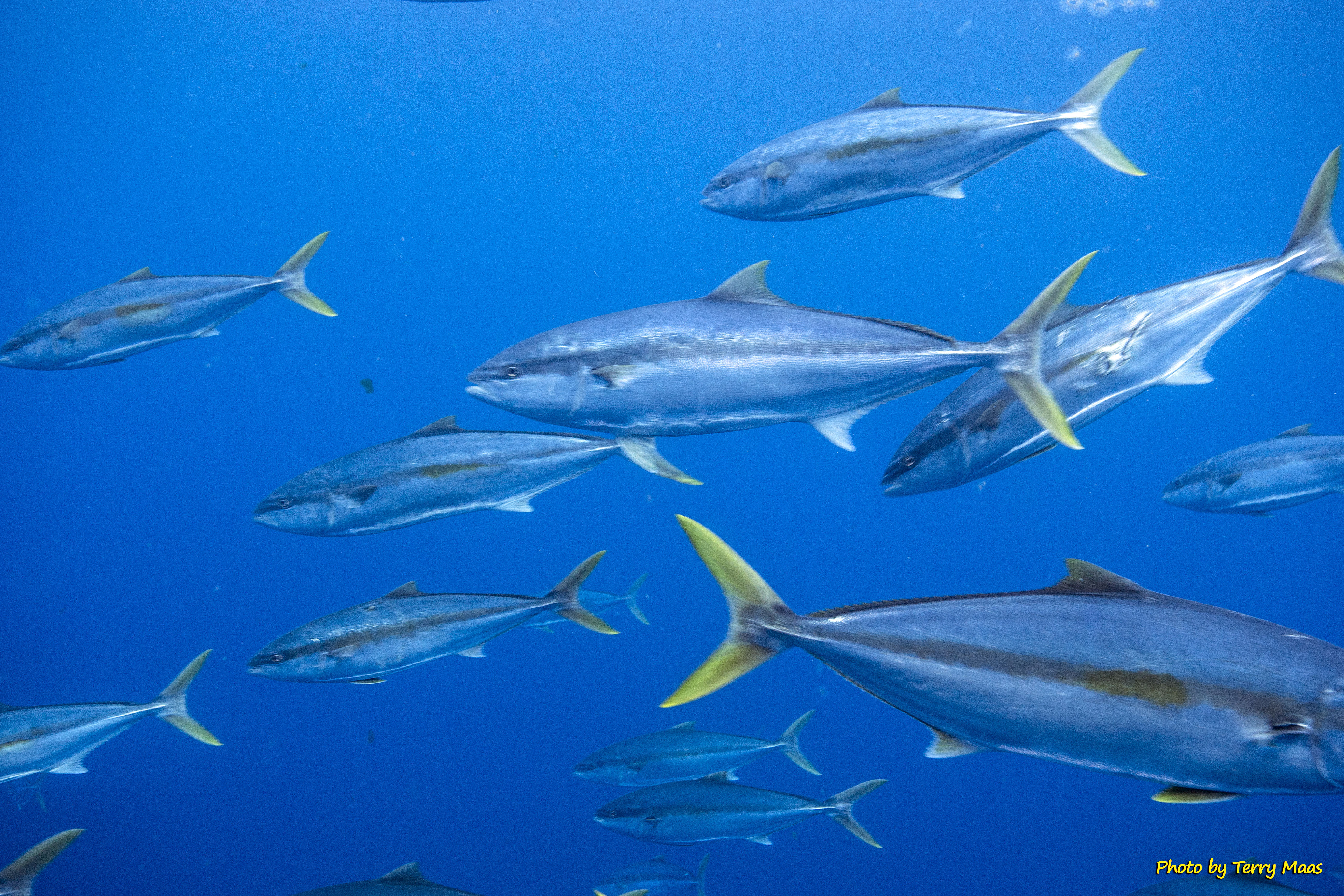 School of yellowtail in California offshore waters